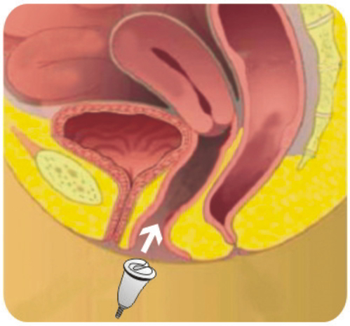 Silky Cup How do I insert my Silky Cup Reusable menstrual cup How do I insert my Silky Cup